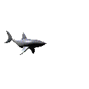 shark[1].gif (17831 bytes)